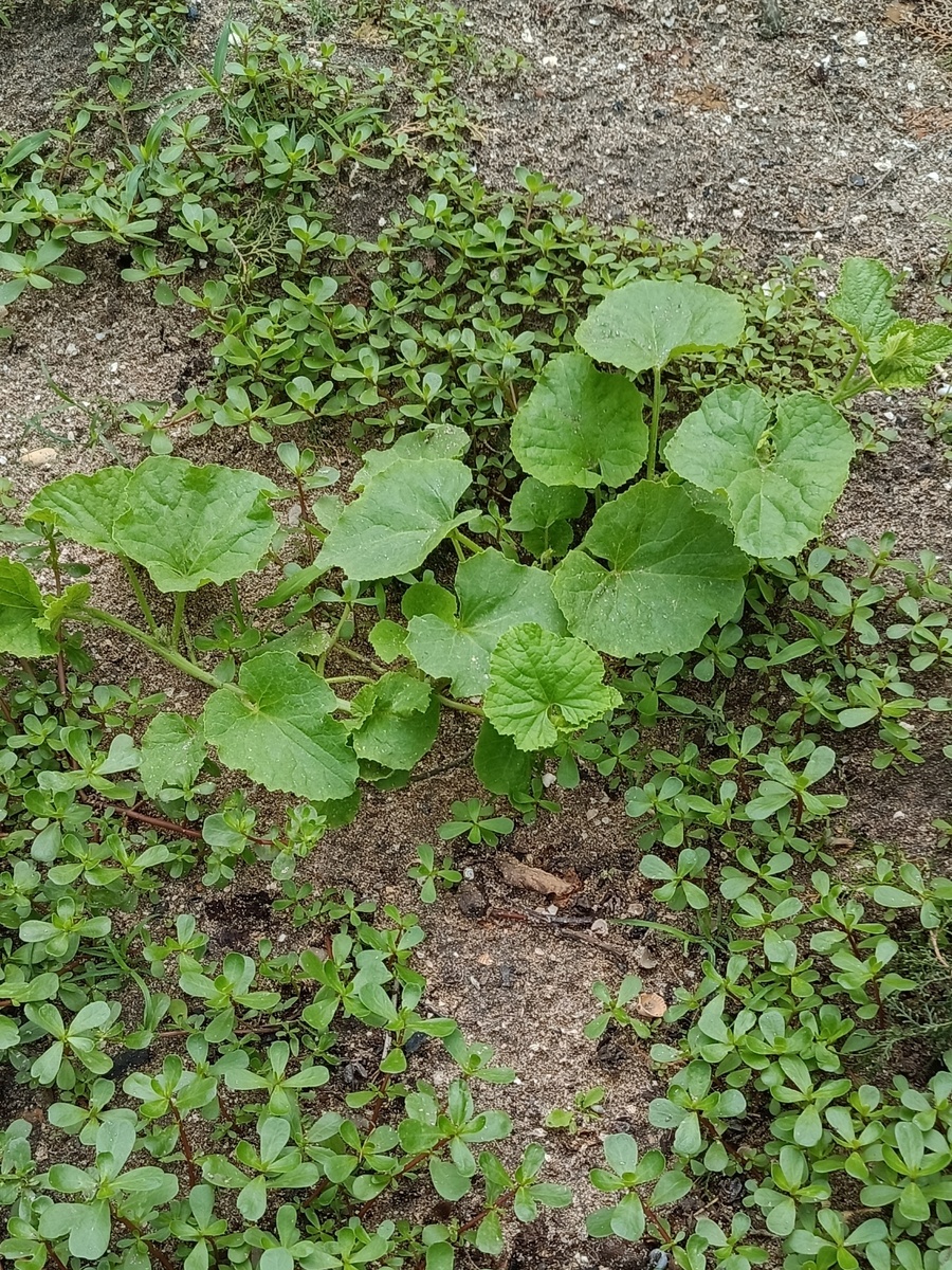 Это и всё остальные фото автора