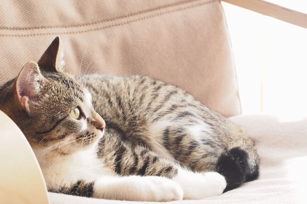 Котик на кресле 