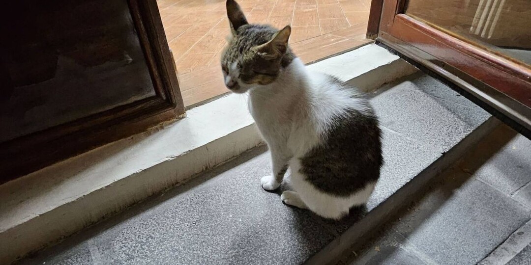 Невинные мелочи, которые кошки воспринимают как предательство