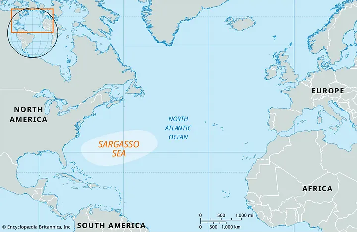Саргассово море. | Источник: Britannica 