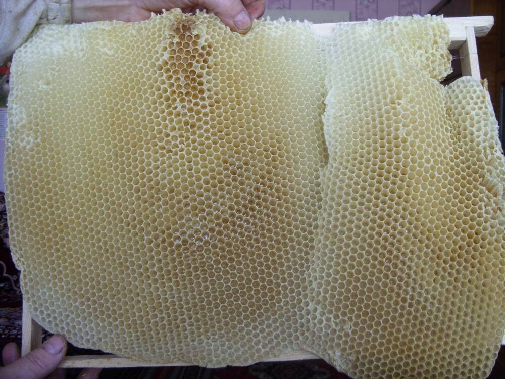 Трутневый сот в улье.