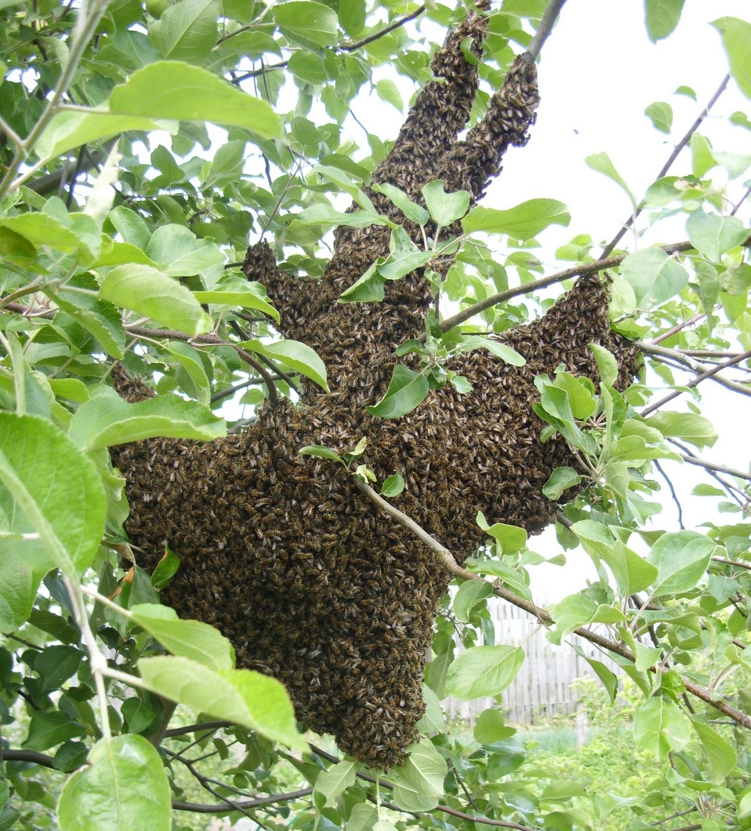 Рой на яблоне.