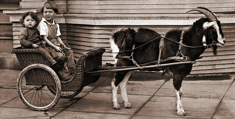 Ребята в телеге-коляске, запряженной козой 
(фото взято из открытого источника)