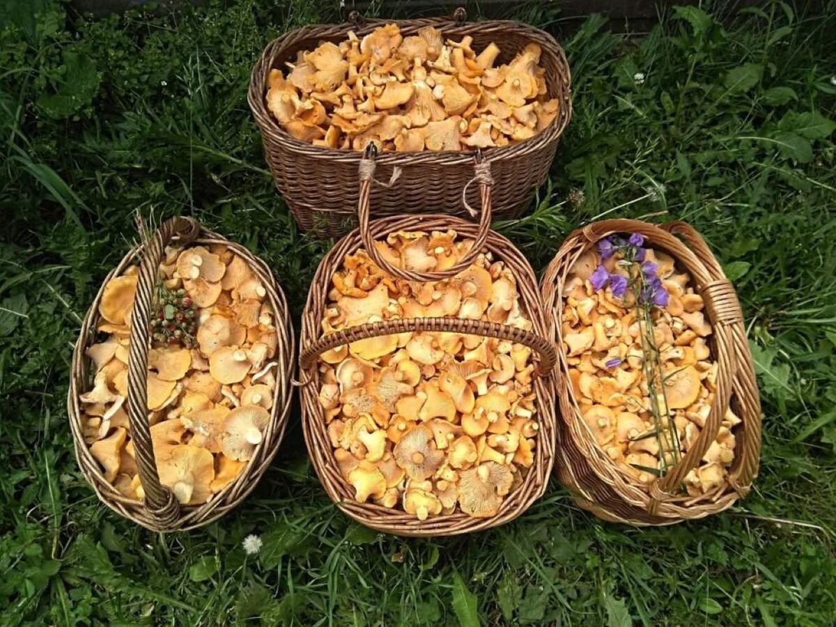    Курские грибники вёдрами собирают лисички