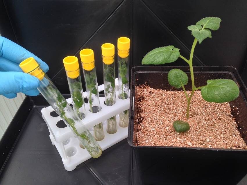 Процесс выращивания. 