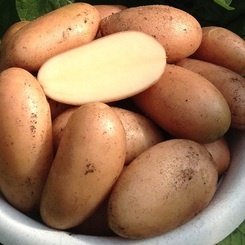 Леди бланка. Надеемся на такой результат от данного сорта