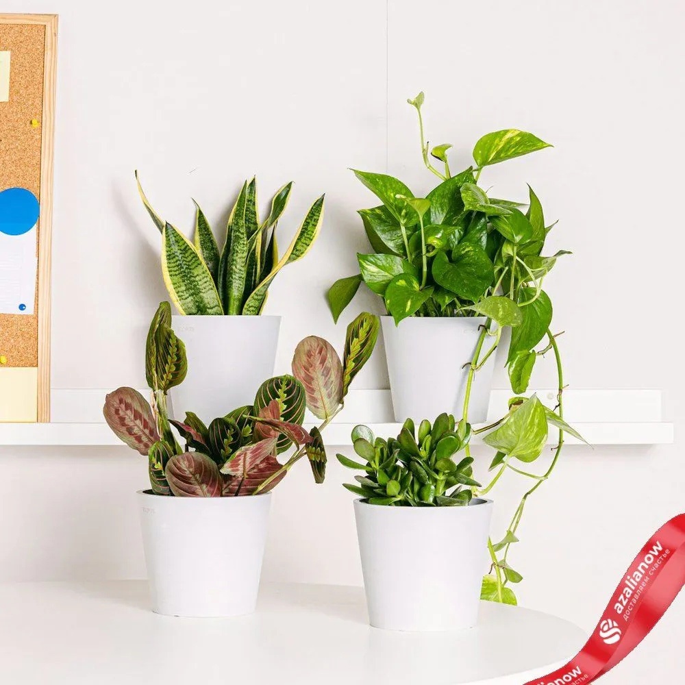    Офисный набор из 4 растений от AzaliaNow
