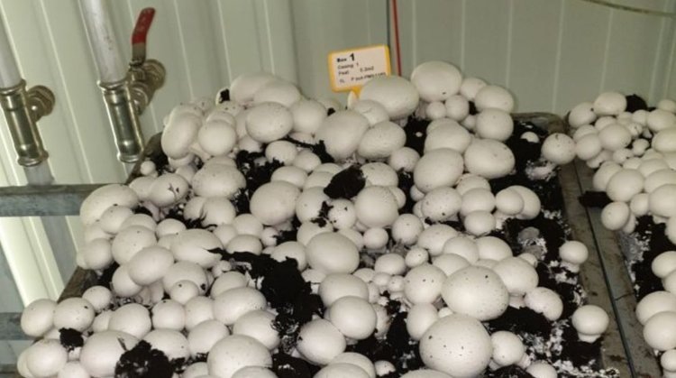    Выращивать мох для грибоводства вместо торфа предложили ученые