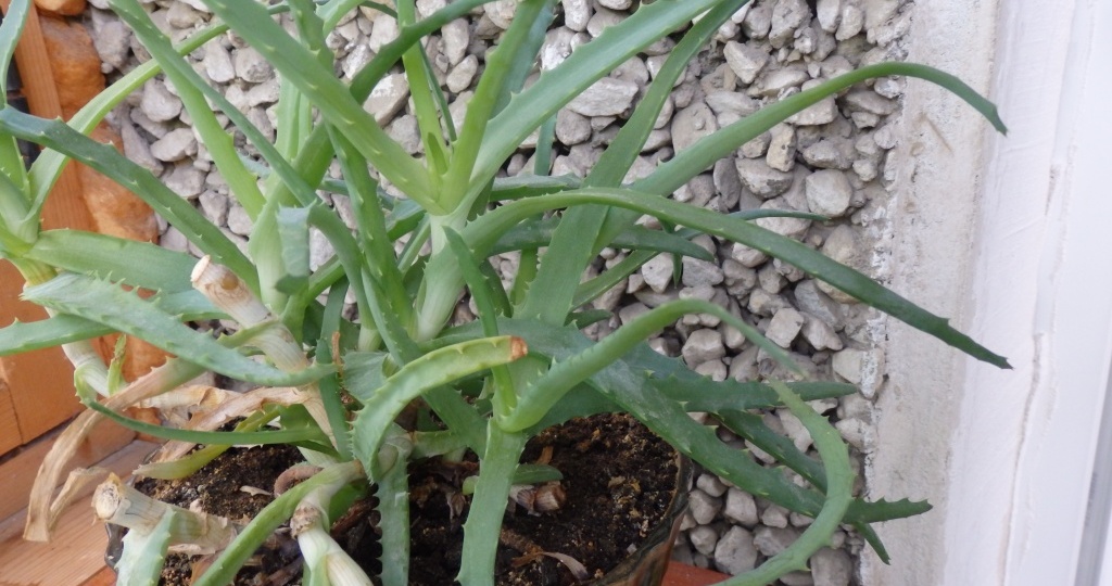 15 лучших комнатных растений для очистки воздуха