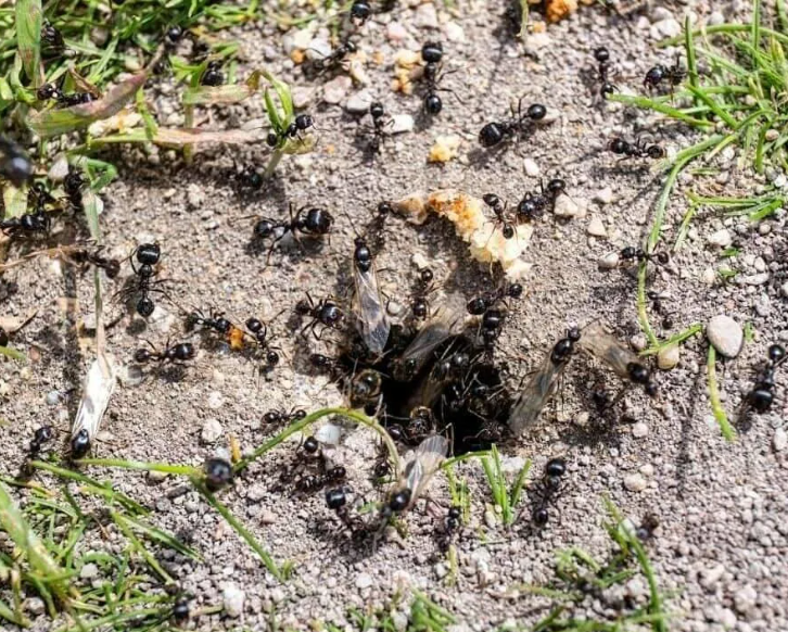Приветствую, друзья! Огородники постоянно борются с муравьями, которые обожают "сироп", выделяемый тлями.