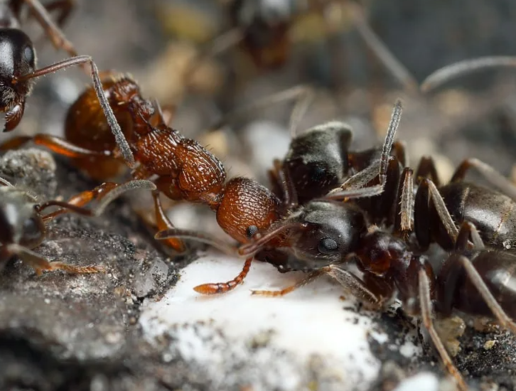 Приветствую, друзья! Огородники постоянно борются с муравьями, которые обожают "сироп", выделяемый тлями.-2