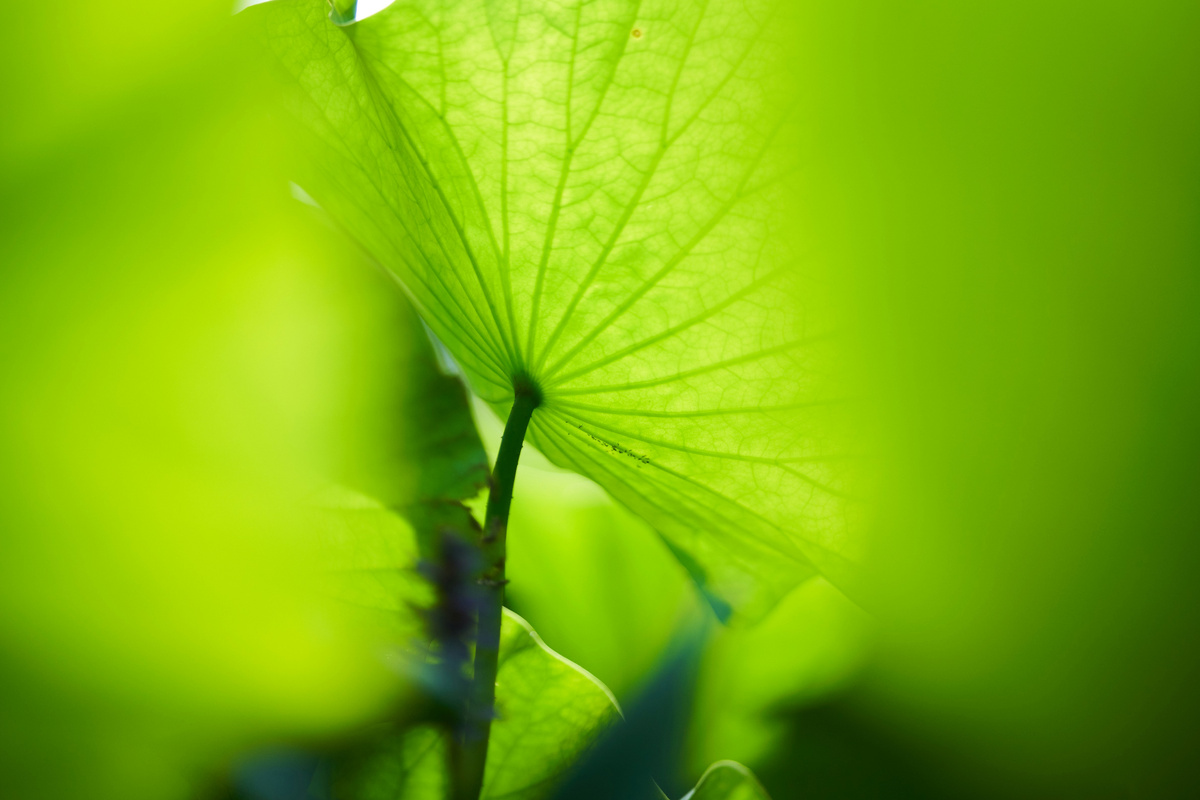 Картинка с бесплатного фотостока https://unsplash.com, автор tian dayong