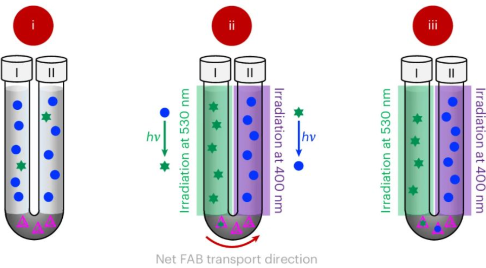   J. Pruchyathamkorn et al. / Nature Chemistry, 2024