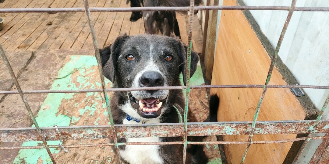 ✨Получили доставку ваших подарков из Пёсика✨