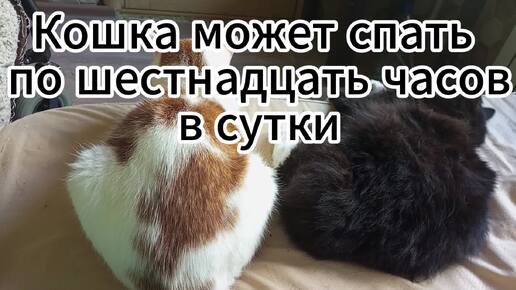 Кошка спит 16 часов в сутки