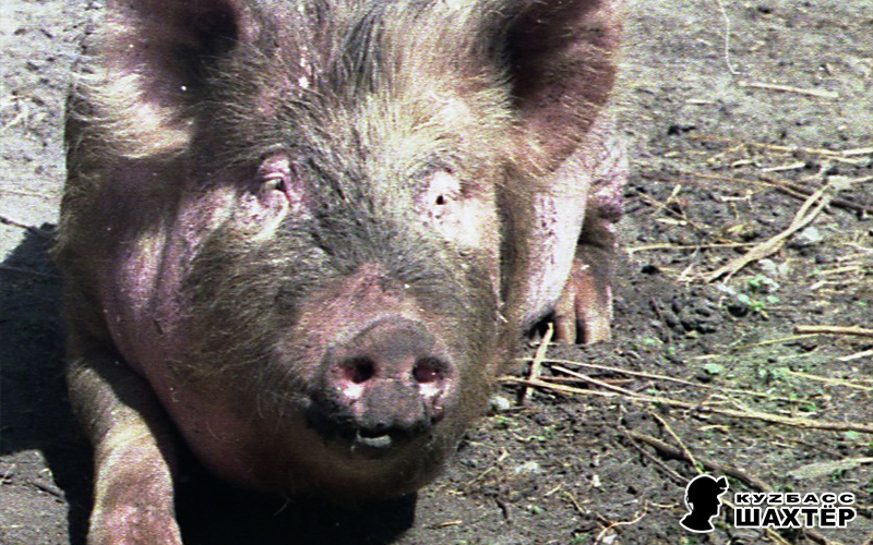 Фото автора. Снимок не имеет прямого отношения к истории, а лишь косвенно иллюстрирует публикацию.