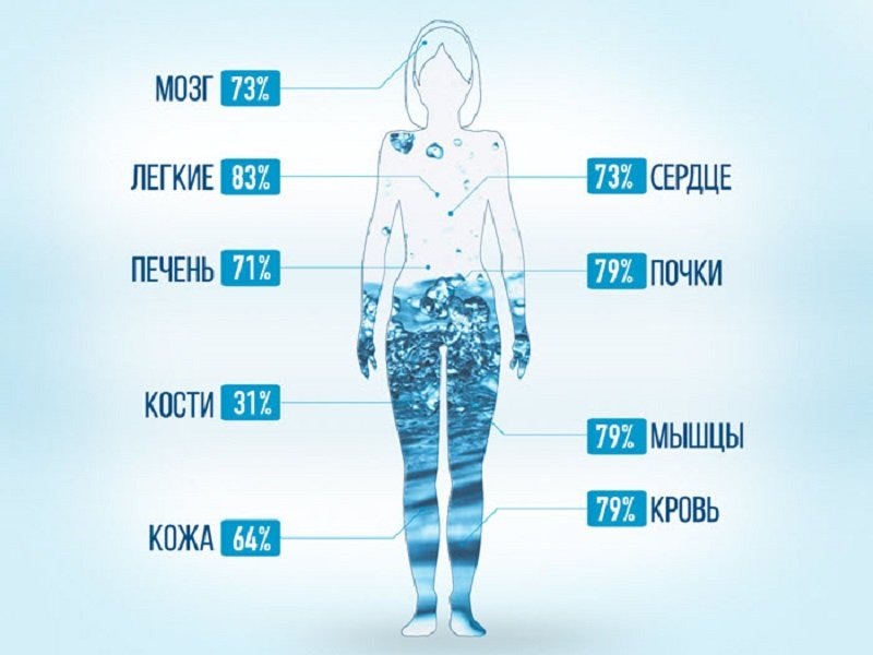 Вода в организме сосредоточена везде