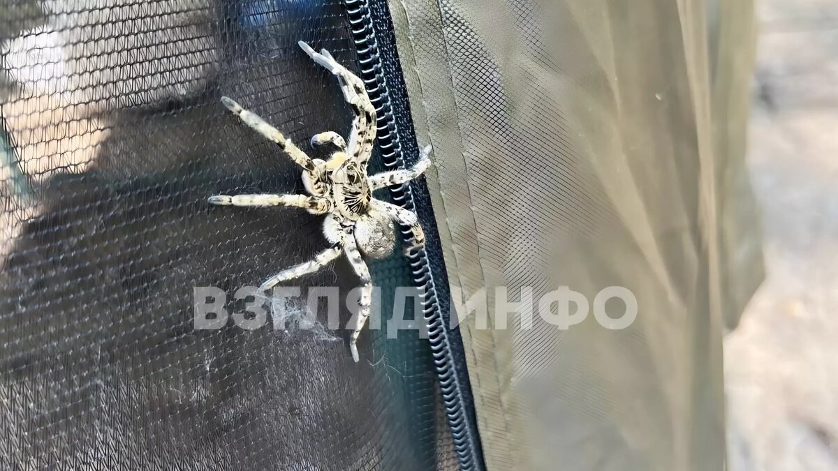     Источник: t.me/vzglyad_info