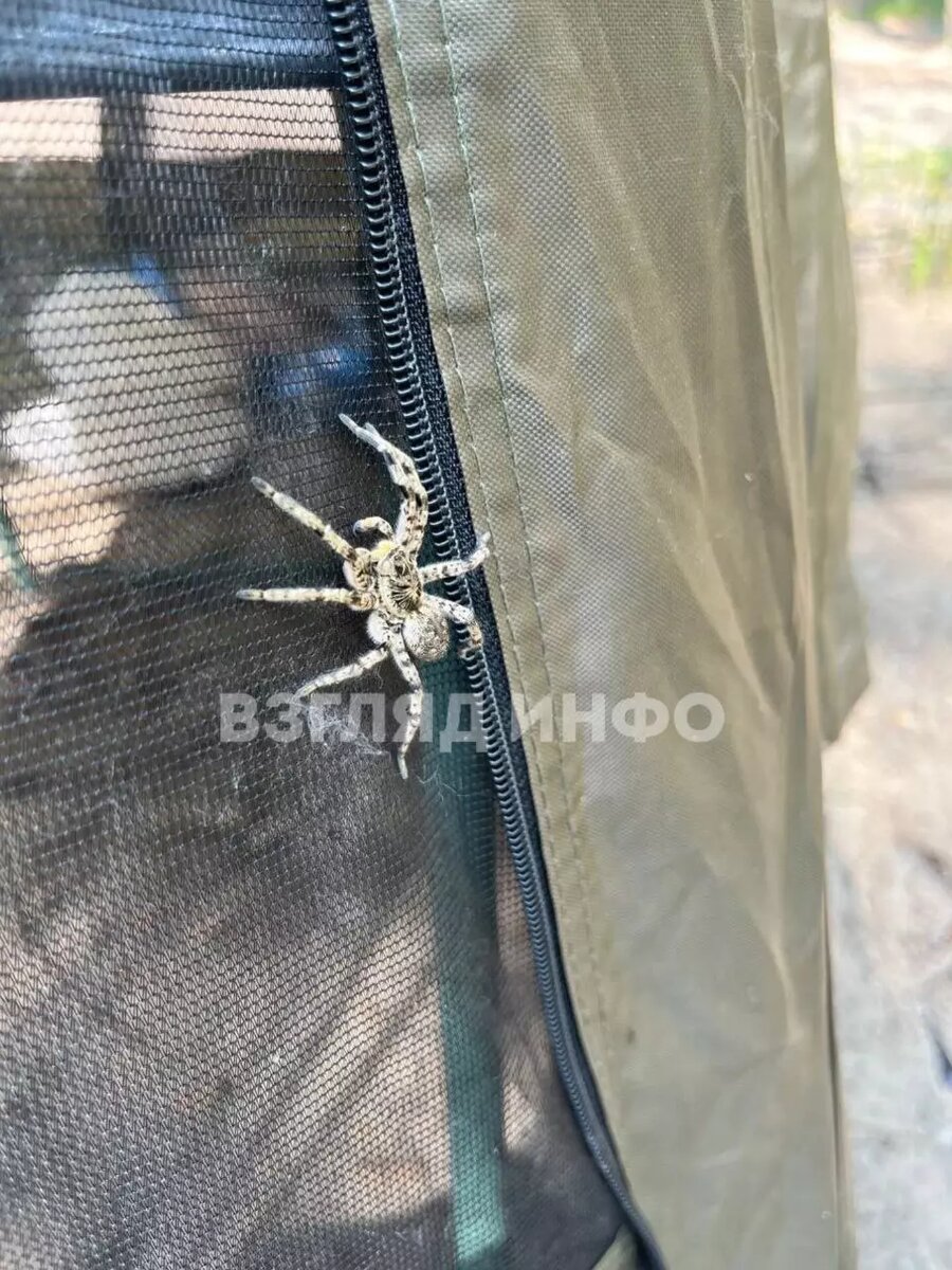     Источник: t.me/vzglyad_info