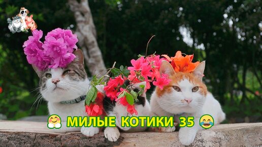 Нарядные котики теплые животики ❣️ 35