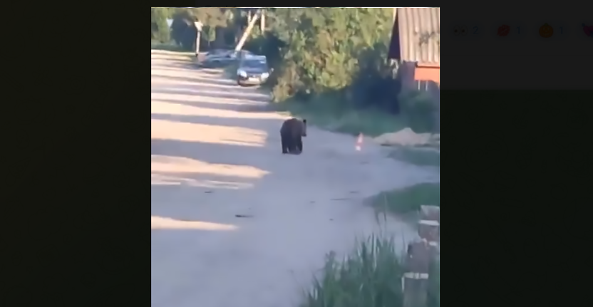 Медвежонок прогуливается по улицам деревни в Тверской области