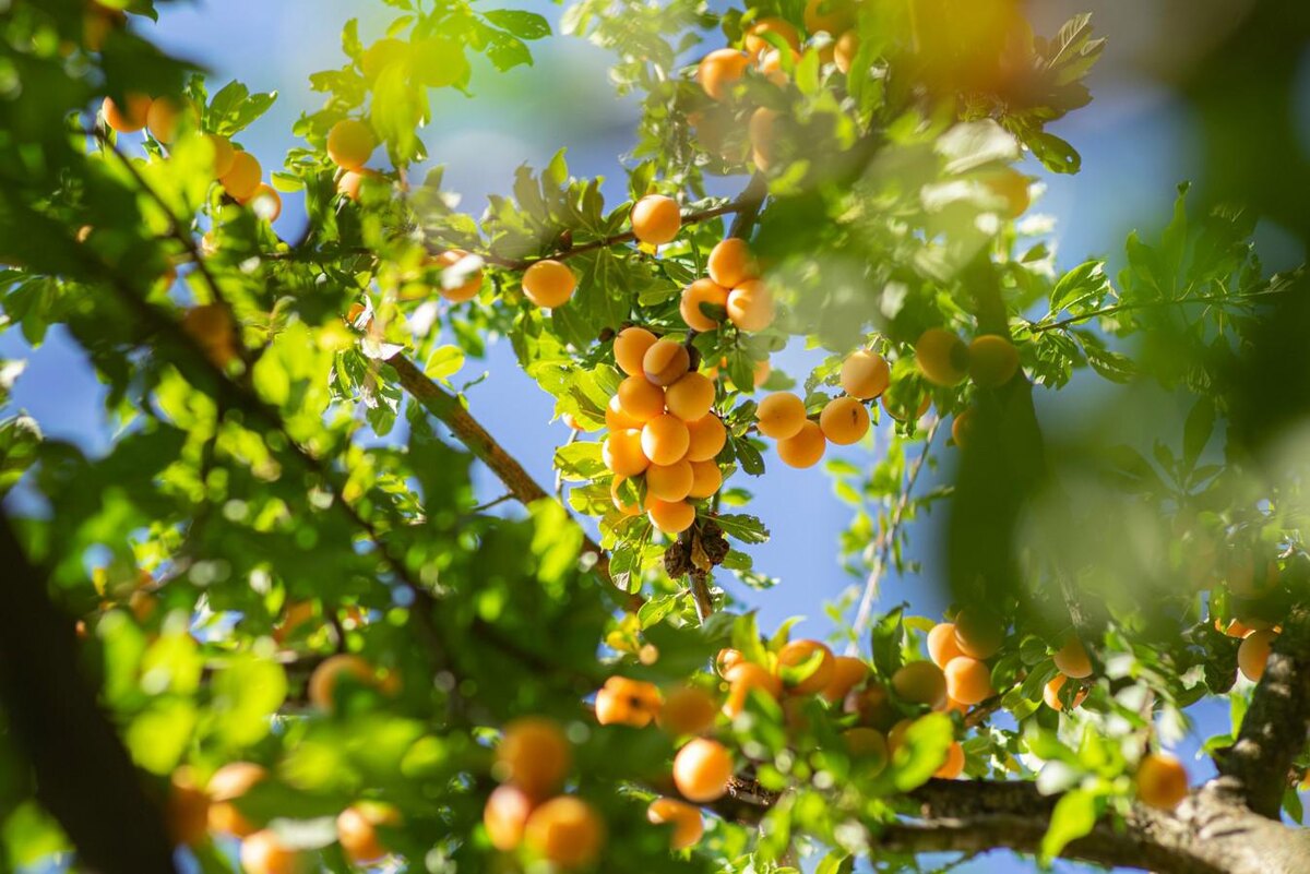 Elena Mozhvilo/Unsplash📷Некоторые абрикосовые деревья живут до 100 лет и больше