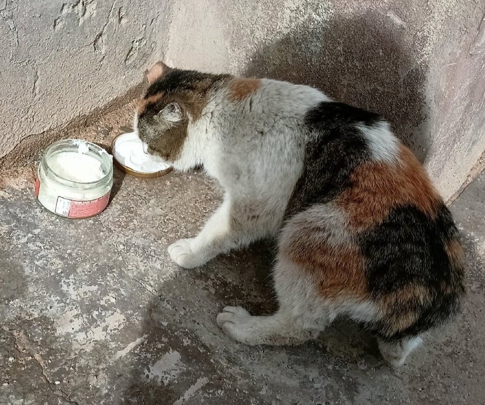 Кошечка с жадность накинулась на угощенье