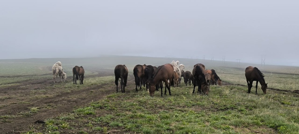 Тут ещё хотя бы что-то было видно. Верблюда, например