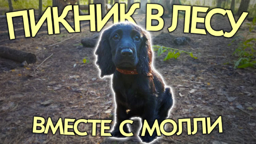 Пикник в лесу вместе с Молли