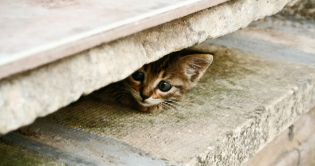 Какого котенка кошка выберет первым, если нужно перенести на новое место весь выводок. Что в нем особого, и можно ли верить домашним тестам