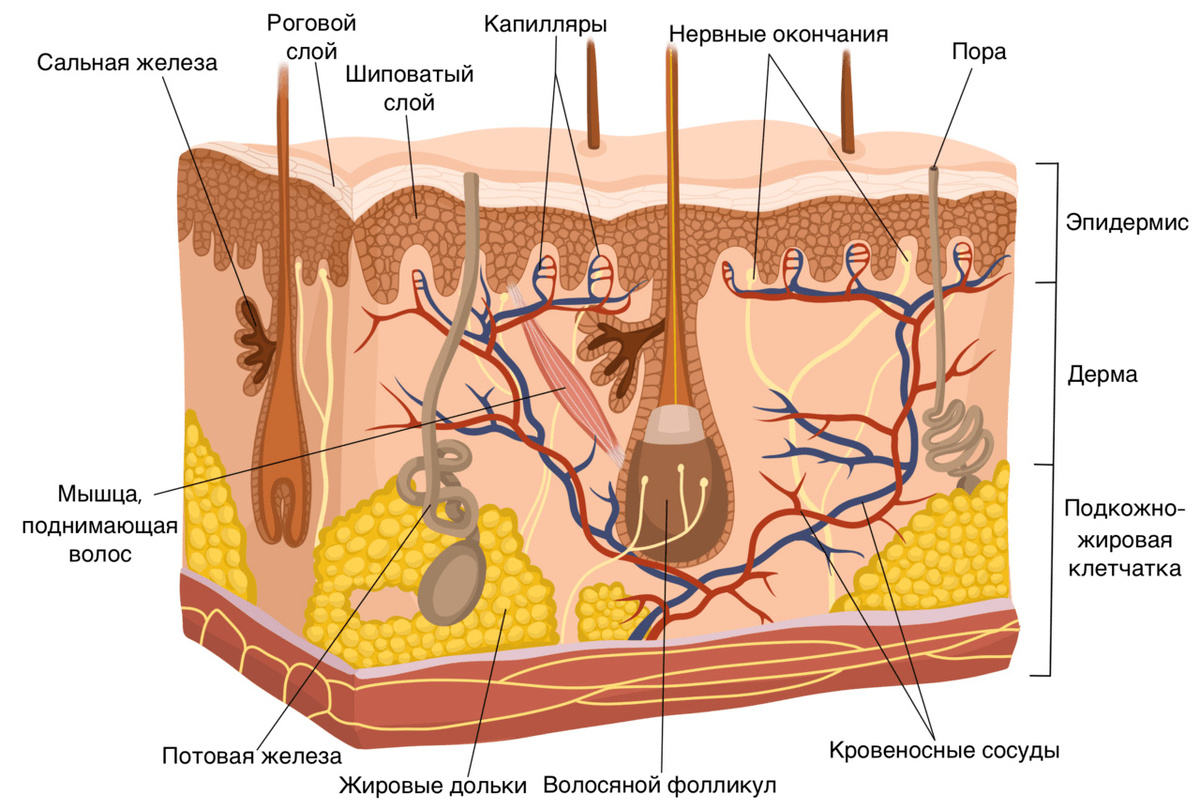 Строение кожи человека