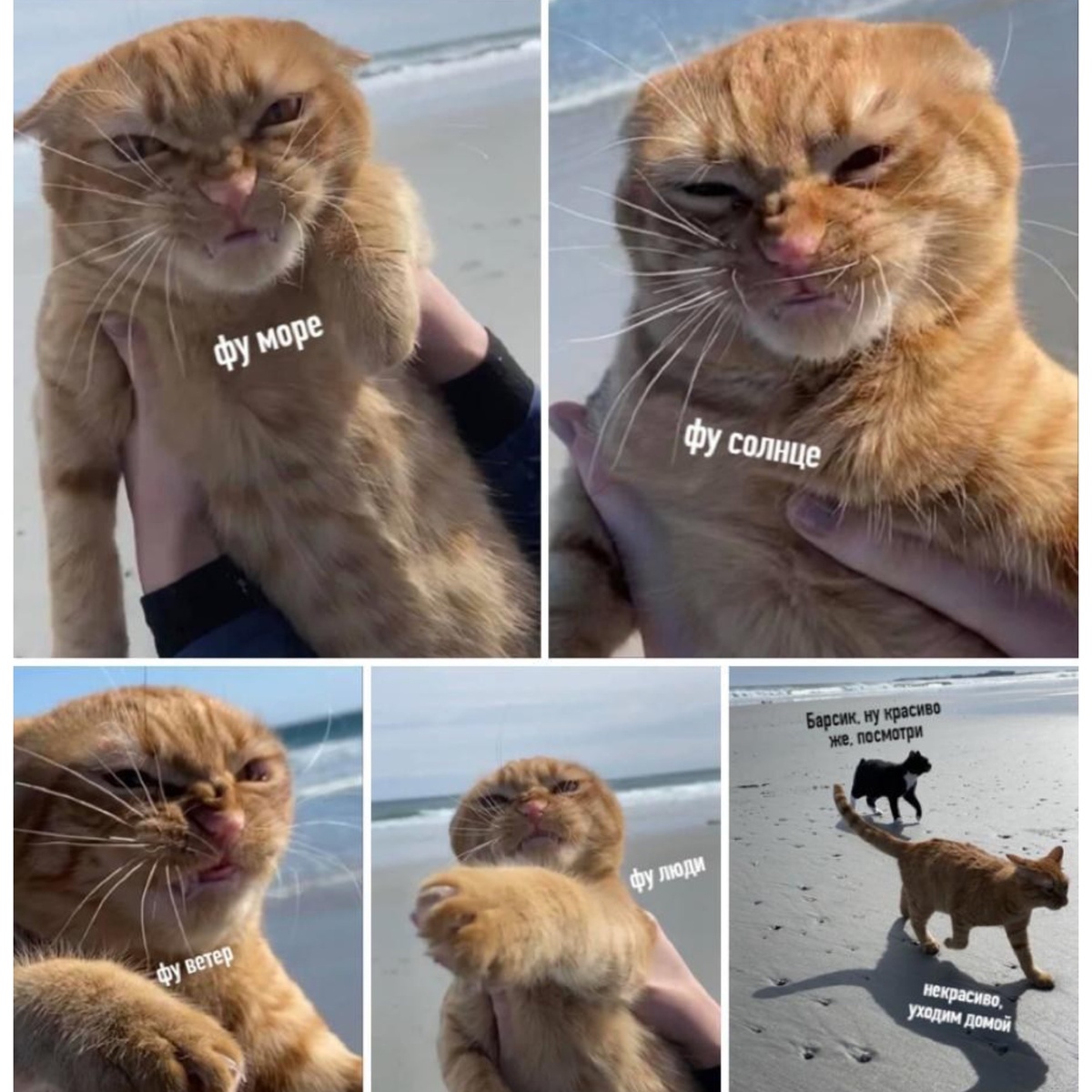 Часто русские туристы похожи на этого кота