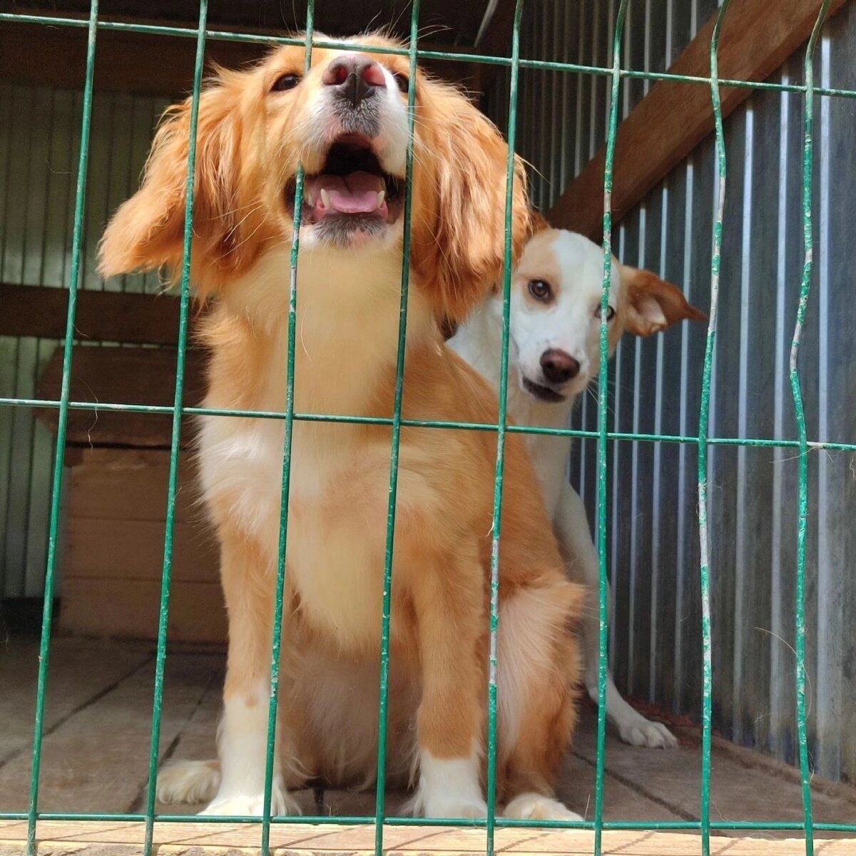 Афина и Космос 🐶 Фото взято из открытого доступа сообщества "Вконтакте"