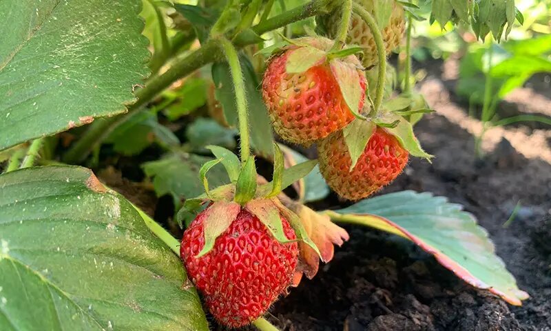    Клубника (садовая земляника) // Фото: НТР 24