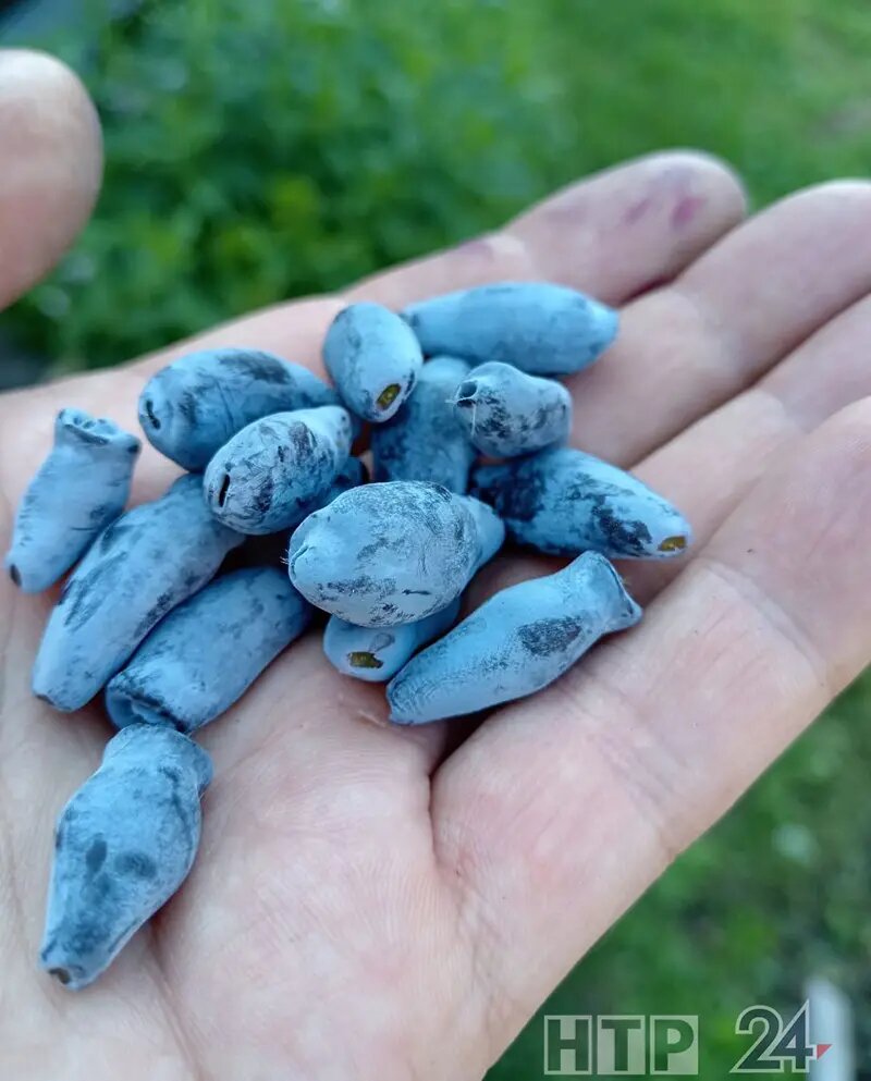    Жимолость // Фото: НТР 24