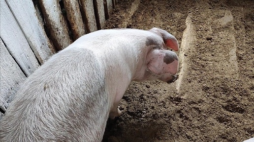 Свиноводство, выращивание свиней 🐖 Что стало с первыми цыплятами? 🐥