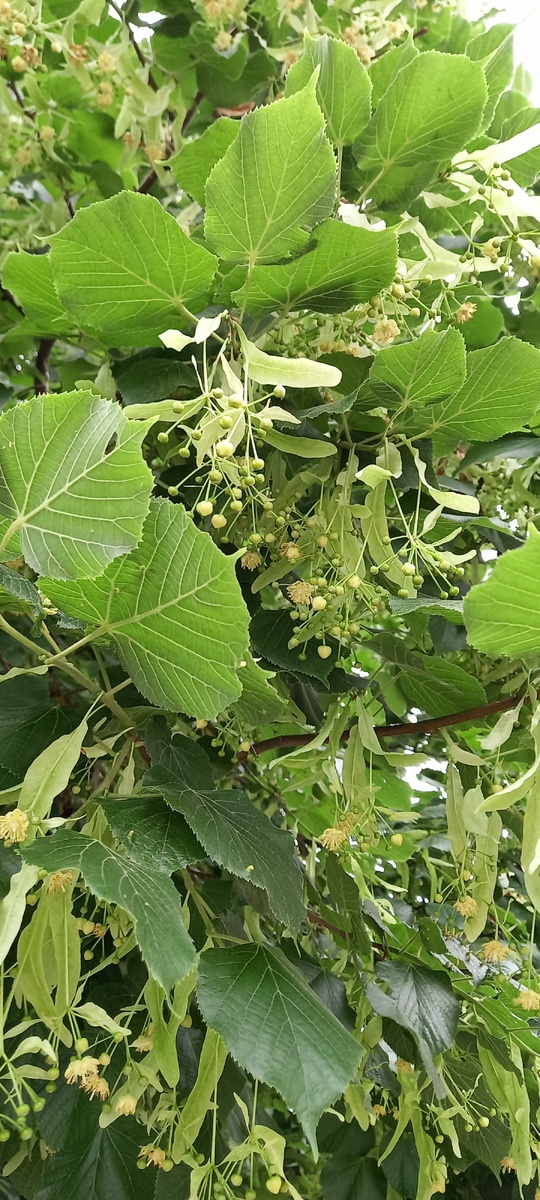Фото автора. Липа цветет. ЛИПА) Липовые женщины написывают наивным мужчинам)