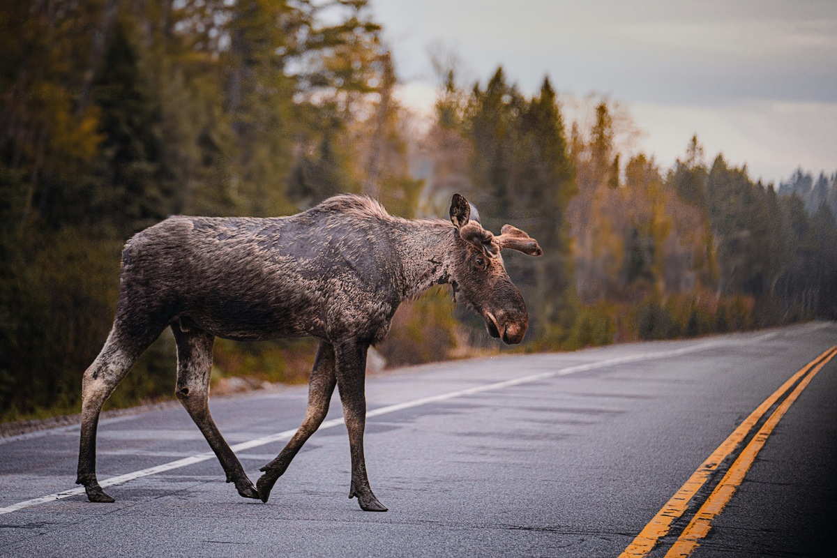    Что делать, если вы сбили лося: как избежать штрафа и какие ошибки могут стоить вам жизни?