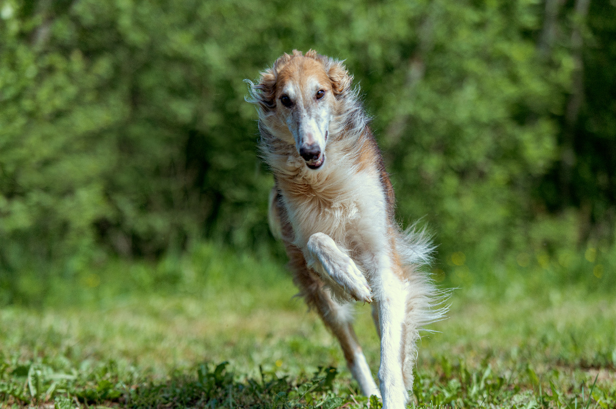 Лотус ищет дом🔥 | Группа помощи борзым Маша и Медведи | Дзен