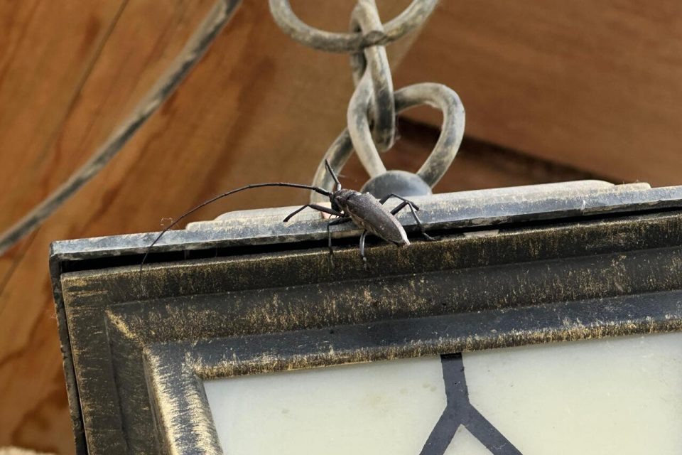    Фото: Иван Евсеев/ ЯСИА Карина Оконешникова