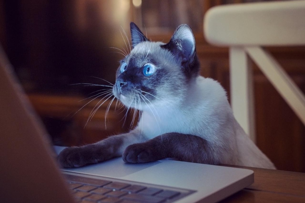 Фото с сайта: koshka.top