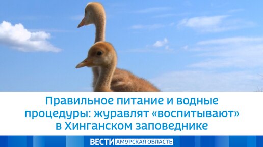 Правильное питание и водные процедуры: журавлят 