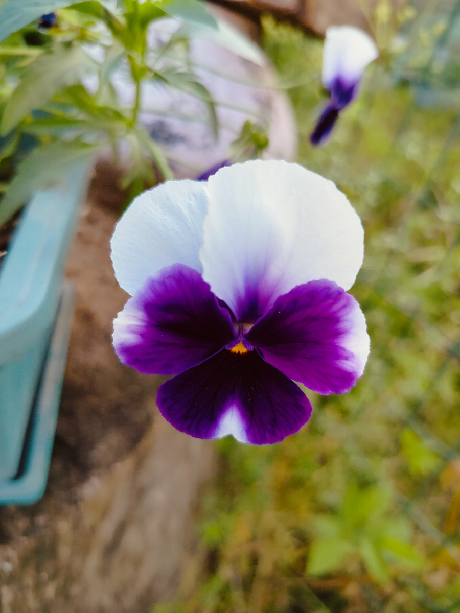 Виола. Цветы в контейнере.