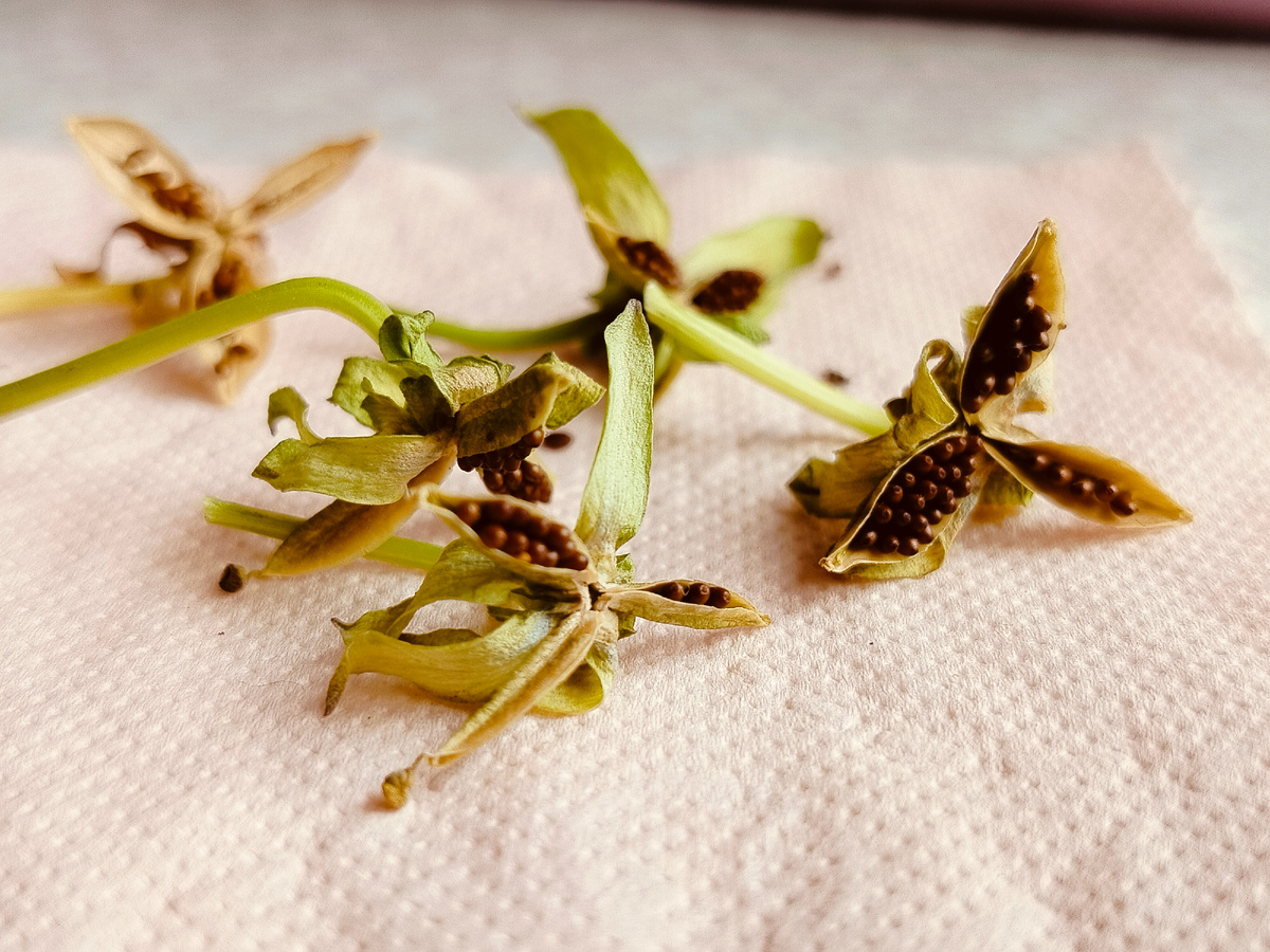 Семена Виолы.