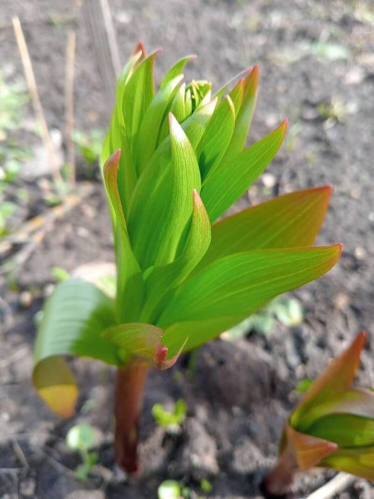     Фото: "МК в Калуге"