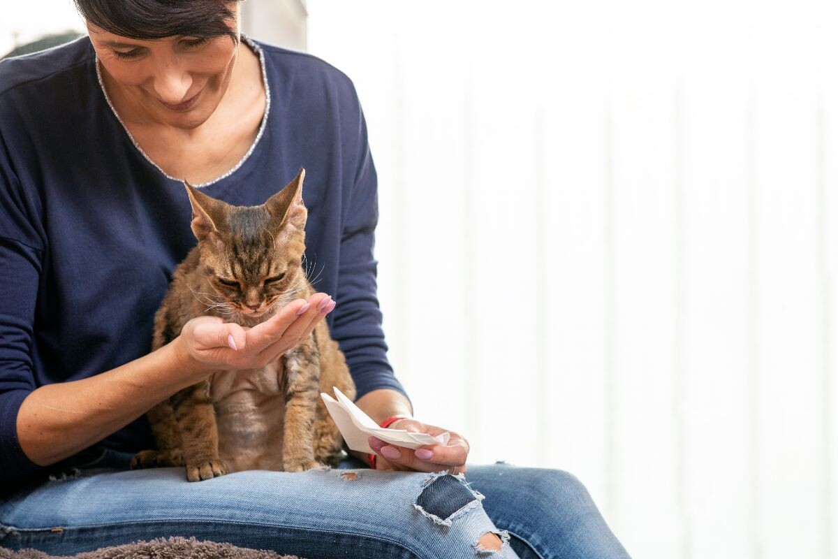 Кошка ест с руки хозяйки 