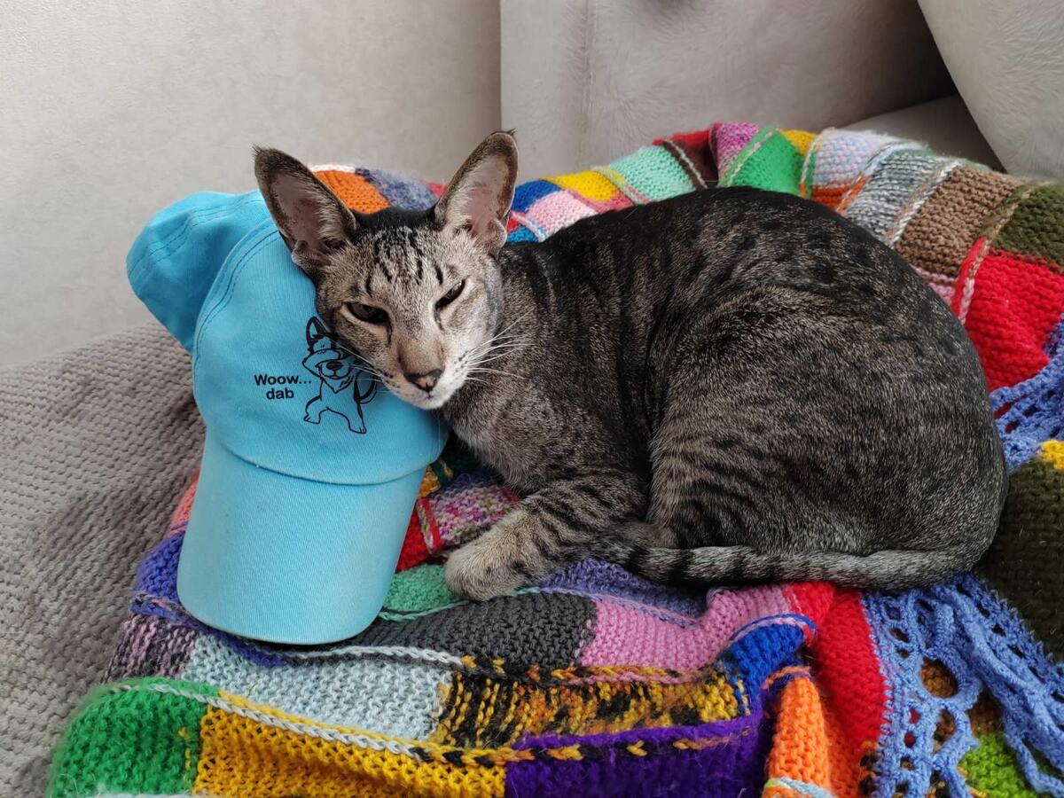 Сын кепку разбрасывает, а котейка прибирает. К лапкам))