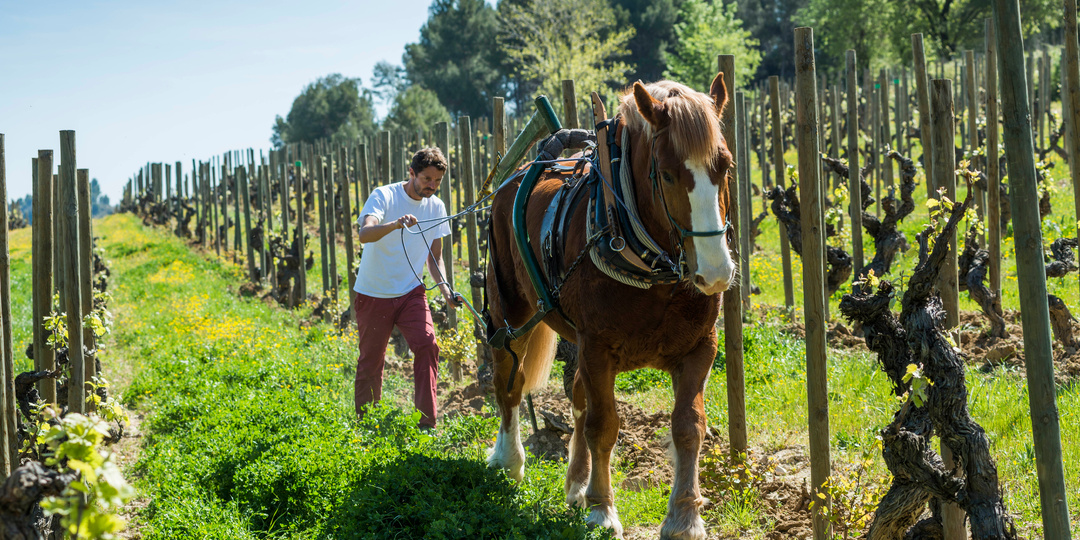 Биодинамические вина: что это и зачем?