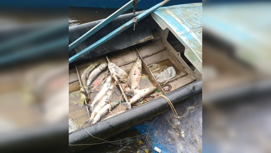 Житель Комсомольска-на-Амуре на моторной лодке с использованием сети выловил 32 кеты осенней амурской. Фото: ОМВД по Комсомольскому району Хабаровского края.
