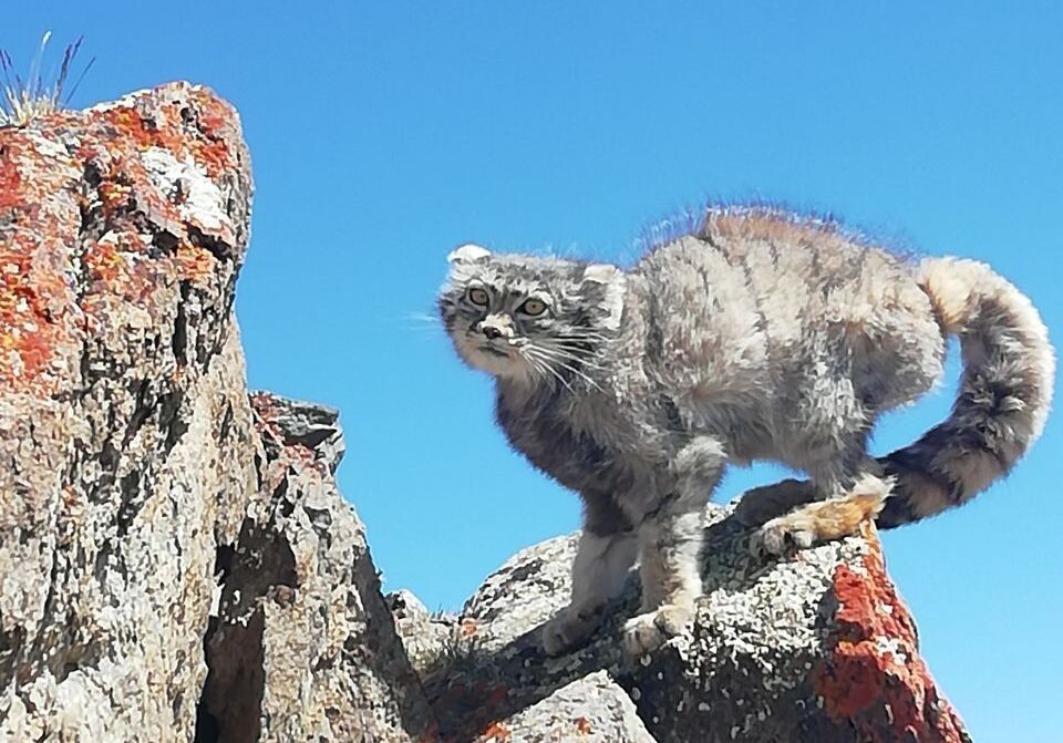    Манул. Источник: sailugem.ru
